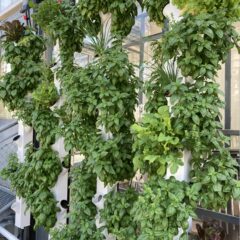 Urban Farming im Reallabor