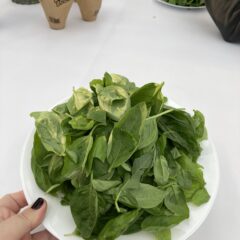 Urban Farming im Reallabor